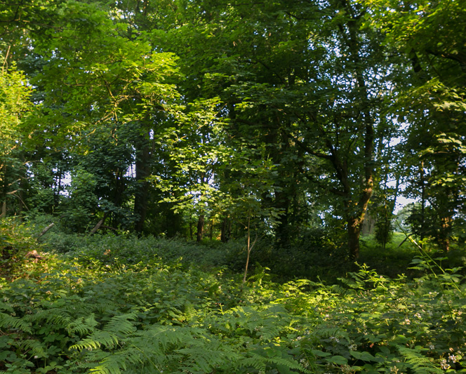 Environemnt and forestry at Gaddesden | Hertfordshire