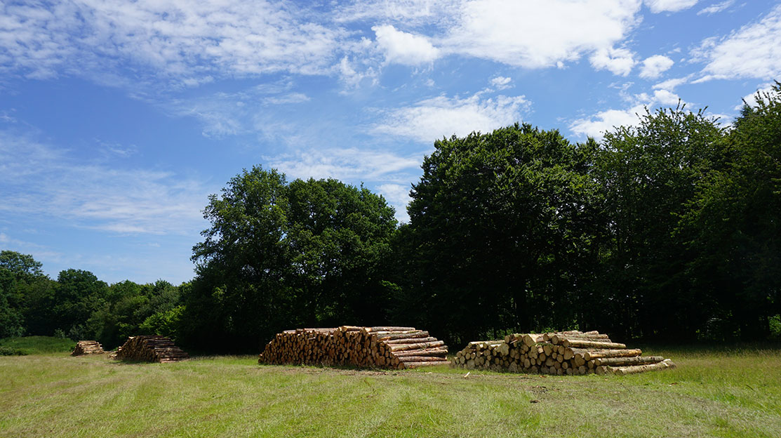 Gaddesden Estate | Forestry | Hemel Hempstead